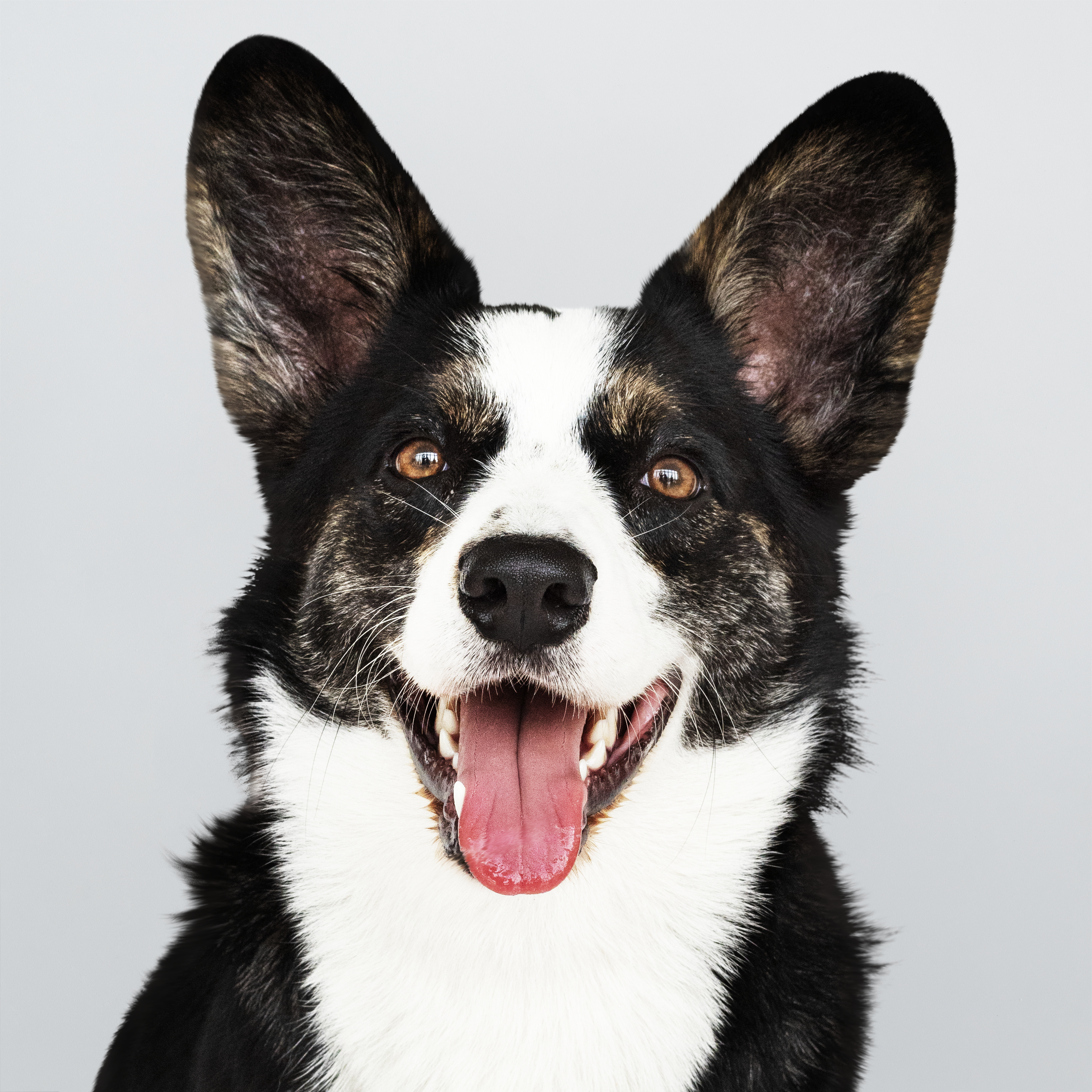 perro