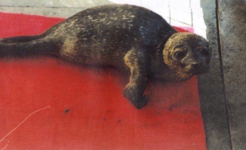 b-seal2.jpg (37174 bytes)