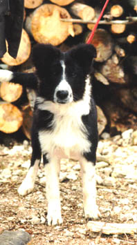 ANNIE