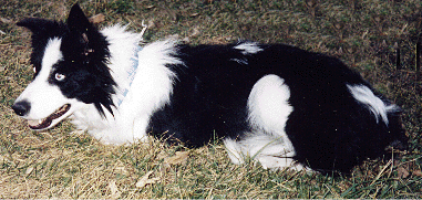 DOMINO