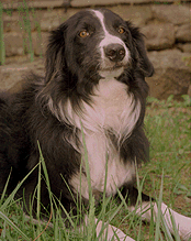 JED