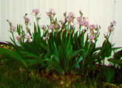 Spring Flowers