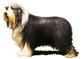 Dog.gif