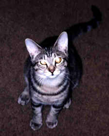 Nala says, "What you looking at?"