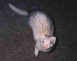 Baby Norka looking so silver!