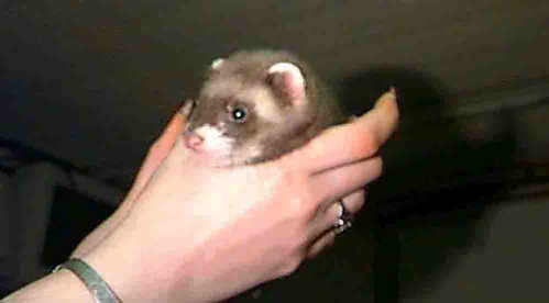 Baby Hobbes first picture!