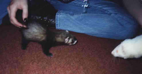 Baby Hobbes and Weasle first meet!