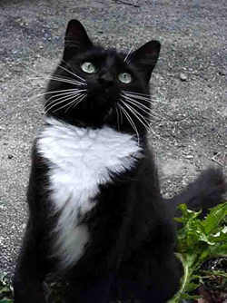 I look cute therefore I don't have to be a genious!