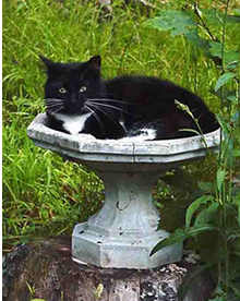 Now where are those birds?