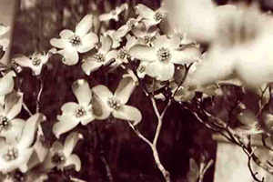 Pretty dogwood flower blossoms