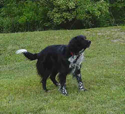 Come on toss that ball!