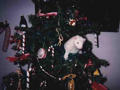 "Hey! These candy canes are FAKE! Not fair!"