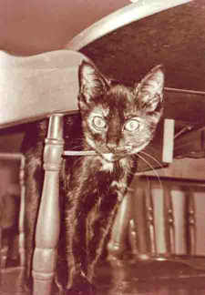 Gabby practicing her Halloween cat pose early!