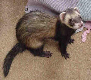 Not me! I'm too innocent!