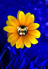Hobbes-A-Daisy!