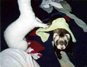 Norka stacked the socks onto Hobbes' back