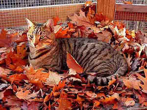 Looking very regal on a crisp fall day!