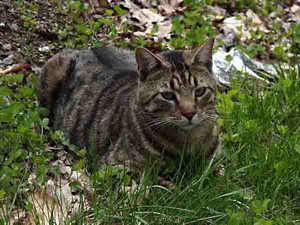 Jasper about to pounce on a mouse, or beat up the photographer?
