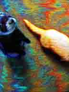 Heads or Tails?