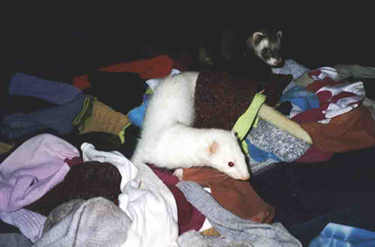 Norka says, "This is going to take some teamwork, and I think we can get them all."