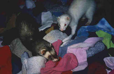 See socks as far as the ferret eye can see, boy doesn't it smell just great?