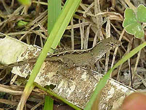 The evil lizard that got away