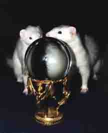I see they will be baffled on how a little silver ferret can suddenly turn to a dark eyed white!
