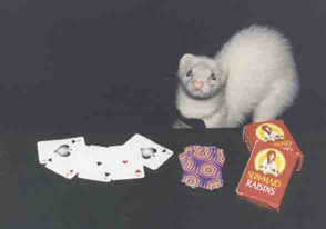 New dealer, Shelby cheats!