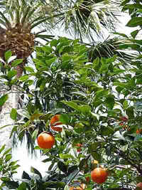 Yes they do grow on trees!