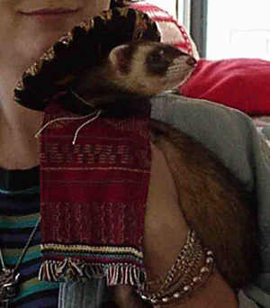 my little mexican bandit