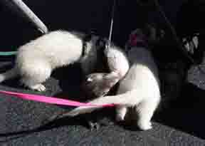 My crew, gang sniffing a sweet little ferret at the frolic