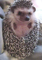 Prickles uncurling