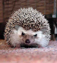Hand over that meal worm and no one gets hurt!