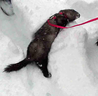 brrr! that's cold! Damn, if I had "bits" they'd be leaping up to my tonsils right now to keep warm!