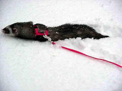 snow swimming! Doing the "fertie-paddle"!