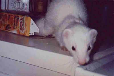 Caught in the act of coming out of a cereal box, on the counter none the less!