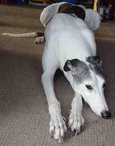 Reggie the retired greyhound!
