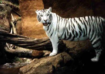 Nothing between me and that tiger but a very very thick piece of glass, and I hoped it was strong very strong when I took this picture
