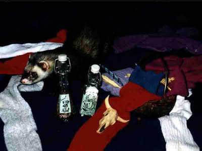 Hobbes' secret recipe: Did he ever share it with other ferrets? The human world may never know!