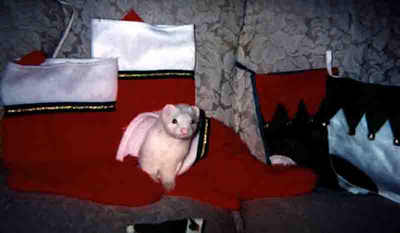 I'll just hide here until Santa shows up!