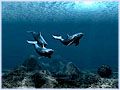 Dolphins