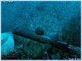 The Deep