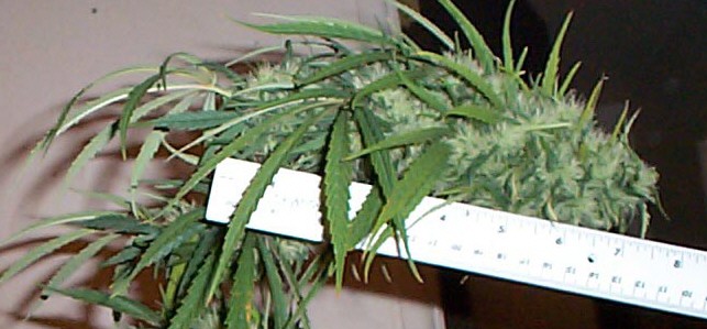 super-bud