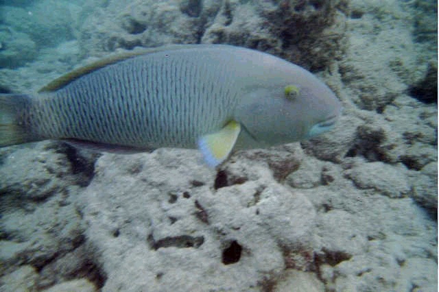 Beautiful fish.