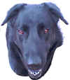 happydog.JPG (31052 bytes)