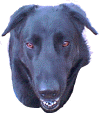 happydog.JPG (31052 bytes)