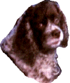 scarlet4.gif (21878 bytes)