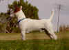 wolfie4.JPG (37637 bytes)