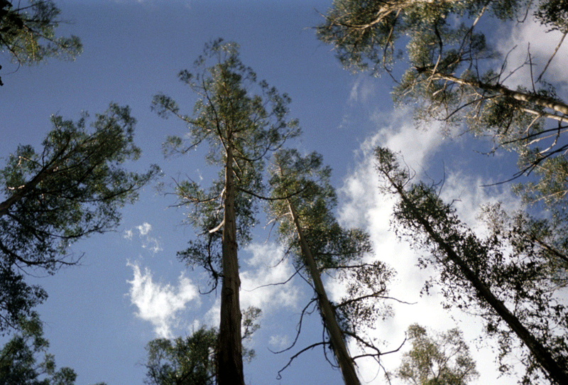 Talltrees