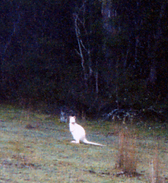 WHITEWALLABY